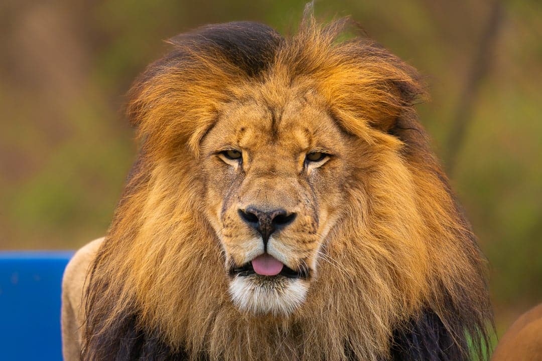 Lion — wildlife photography by Aninda Sundar Mohanty