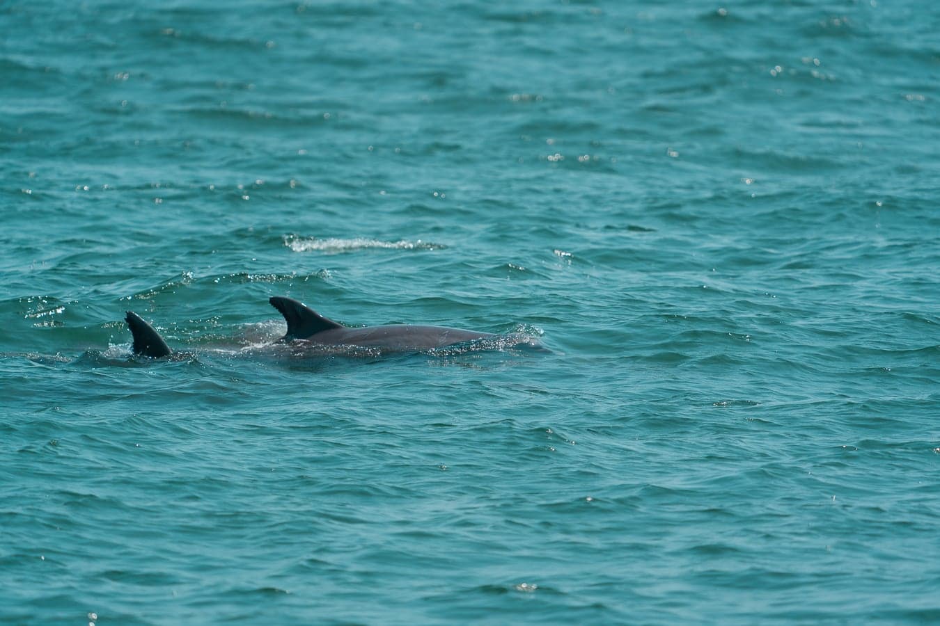 Mammals photography collection — cover image