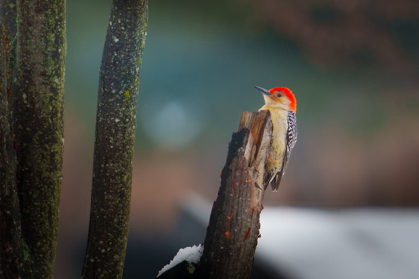 Red-bellied Woodpecker — wildlife photography by Aninda Sundar Mohanty