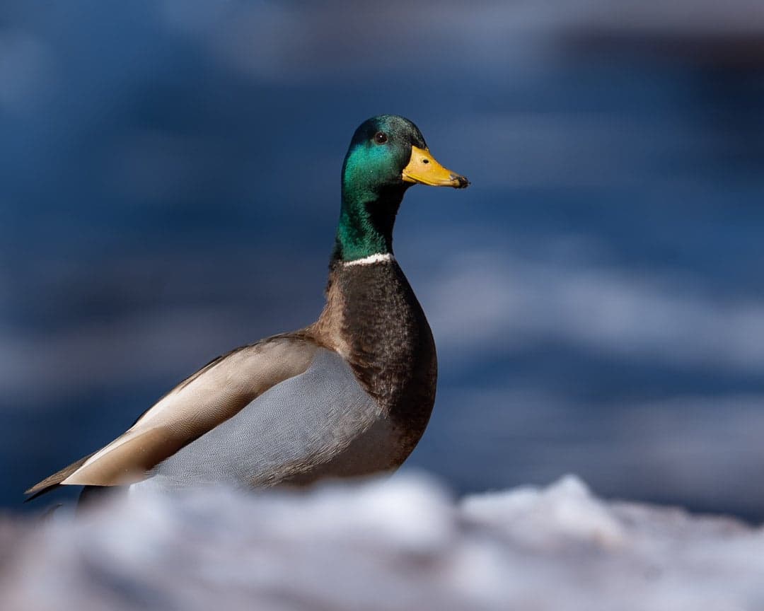 Mallard — wildlife photography by Aninda Sundar Mohanty