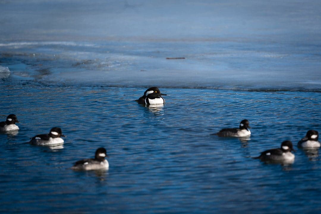 Hooded Merganser — wildlife photography by Aninda Sundar Mohanty