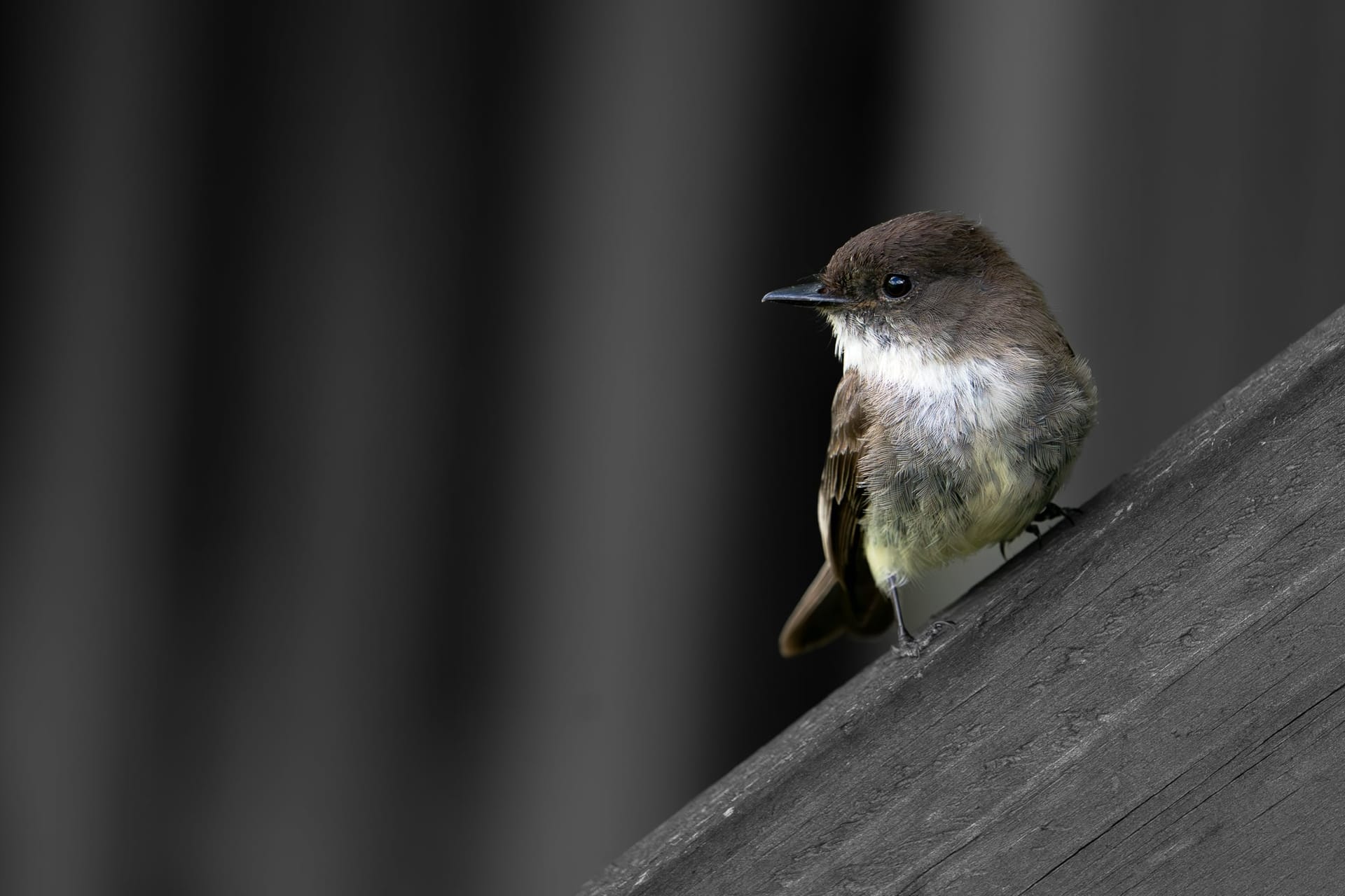 Eastern Phoebe — wildlife photography by Aninda Sundar Mohanty