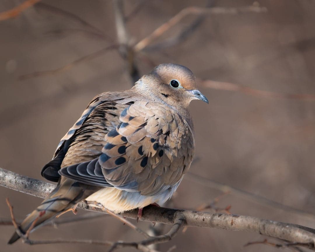 Mourning Dove — wildlife photography by Aninda Sundar Mohanty